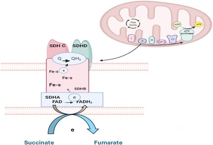 https://cdn.ncbi.nlm.nih.gov/pmc/blobs/09f0/11131324/5931760a83f4/12263_2024_740_Fig2_HTML.jpg