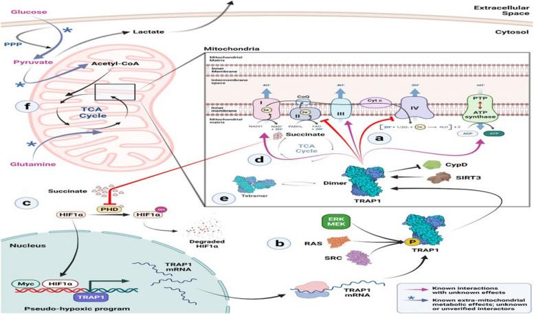 https://cdn.ncbi.nlm.nih.gov/pmc/blobs/09f0/11131324/a7dd67c88c21/12263_2024_740_Fig4_HTML.jpg