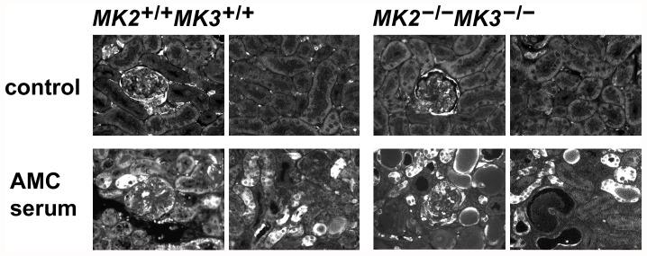 https://cdn.ncbi.nlm.nih.gov/pmc/blobs/09f1/3553169/cf4722705d67/pone.0054239.g006.jpg