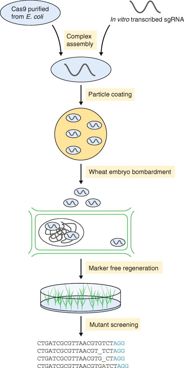 https://cdn.ncbi.nlm.nih.gov/pmc/blobs/09f1/5330017/310ce9629e09/13059_2017_1179_Fig1_HTML.jpg