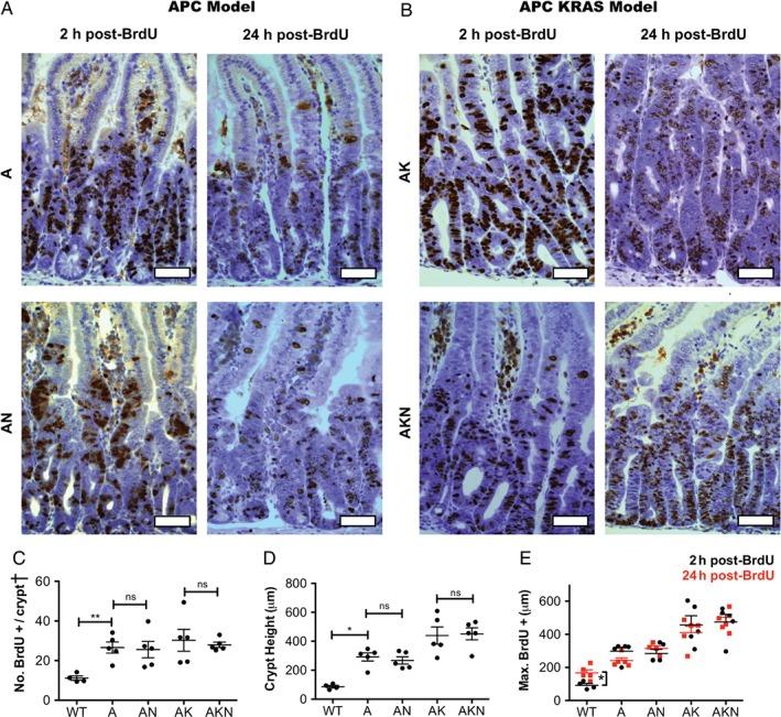 https://cdn.ncbi.nlm.nih.gov/pmc/blobs/09f2/6033012/212b55f2b647/PATH-245-337-g002.jpg