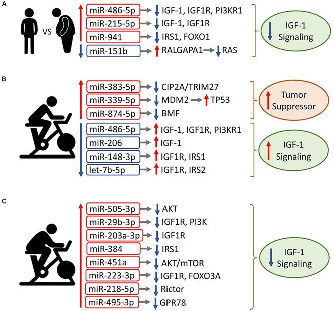https://cdn.ncbi.nlm.nih.gov/pmc/blobs/09f3/7298138/e7d00d07329e/fphys-11-00605-g005.jpg