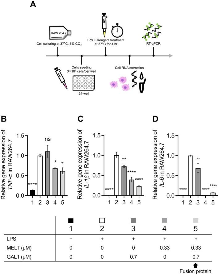 https://cdn.ncbi.nlm.nih.gov/pmc/blobs/09f5/12079018/5d9e16ea1285/MBT2-18-e70157-g004.jpg