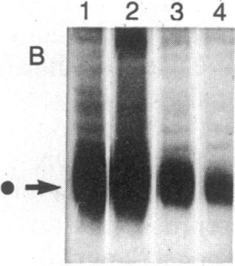 https://cdn.ncbi.nlm.nih.gov/pmc/blobs/09f6/323048/a65080bd8ee1/pnas00309-0067-c.jpg