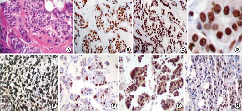 https://cdn.ncbi.nlm.nih.gov/pmc/blobs/09f8/9065353/3b592035b349/jbc-25-75-g002.jpg