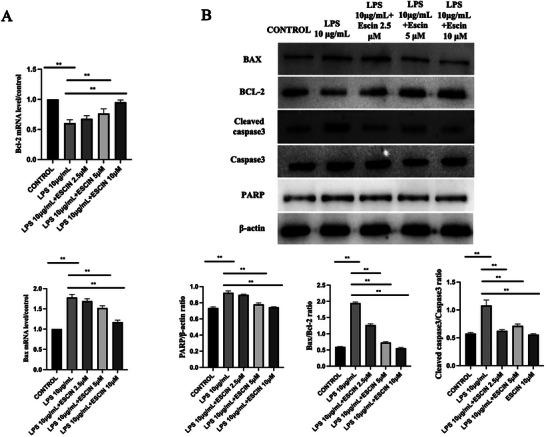 https://cdn.ncbi.nlm.nih.gov/pmc/blobs/09fa/12402593/3eece3b129ff/BRB3-15-e70810-g003.jpg