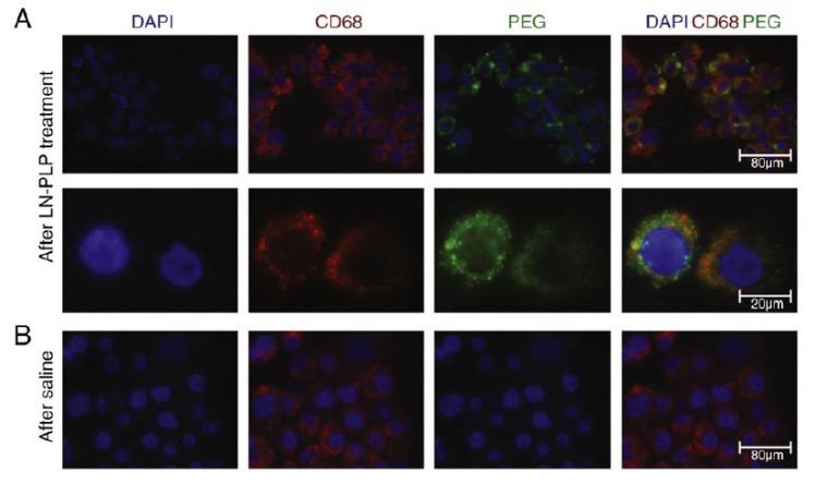 https://cdn.ncbi.nlm.nih.gov/pmc/blobs/09fa/5915710/7ce55c56d3d4/bi-8-59-g002.jpg