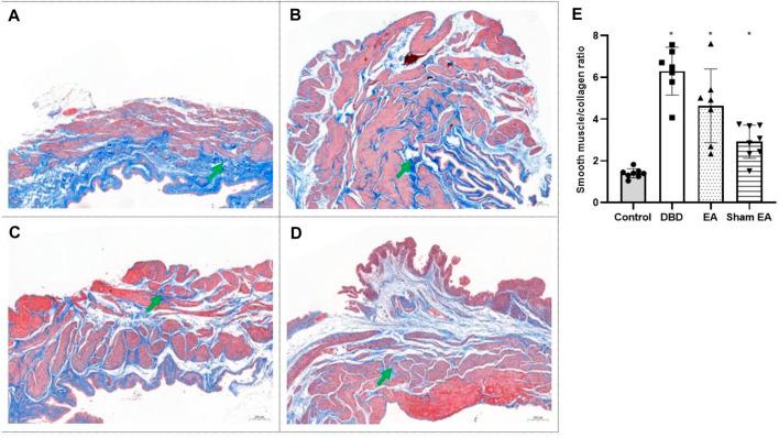 https://cdn.ncbi.nlm.nih.gov/pmc/blobs/09fa/9868671/15c810b4d011/fphys-13-1008269-g006.jpg