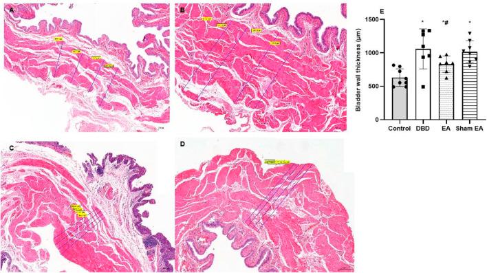 https://cdn.ncbi.nlm.nih.gov/pmc/blobs/09fa/9868671/50c4a6db5db6/fphys-13-1008269-g005.jpg