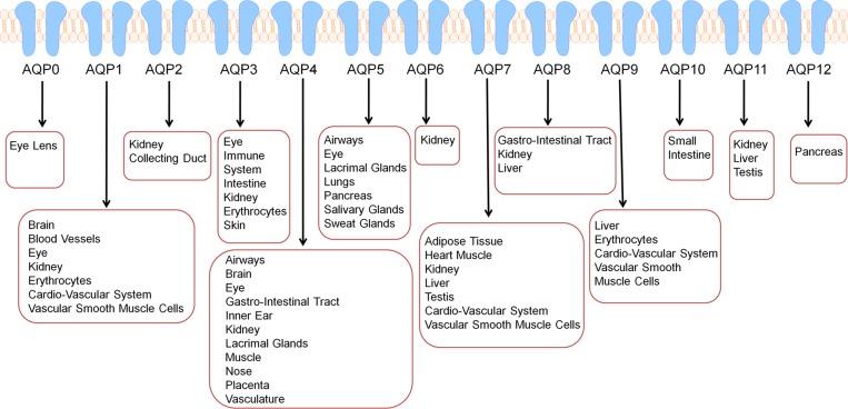 https://cdn.ncbi.nlm.nih.gov/pmc/blobs/09fc/6284741/6681fc090185/oncotarget-09-36392-g001.jpg