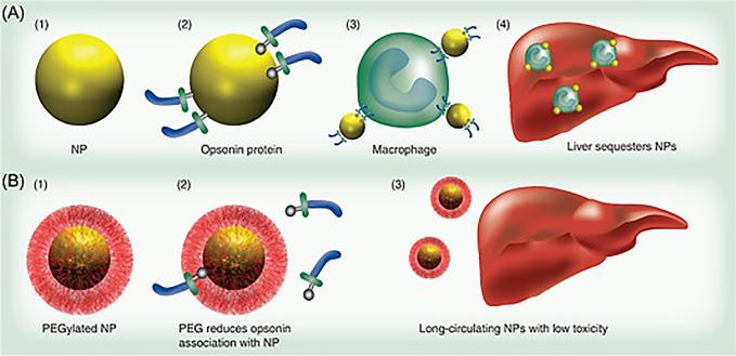 https://cdn.ncbi.nlm.nih.gov/pmc/blobs/0a03/10591303/770e27aa825d/bg3c00021_0011.jpg