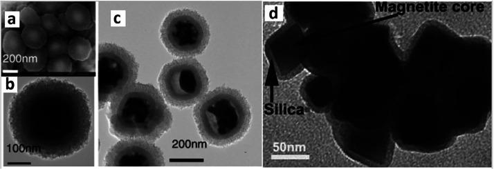 https://cdn.ncbi.nlm.nih.gov/pmc/blobs/0a03/10591303/bcbf3e0b5e16/bg3c00021_0015.jpg