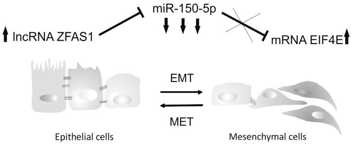 https://cdn.ncbi.nlm.nih.gov/pmc/blobs/0a03/6523746/7ccb2cb47f86/cells-08-00366-g006.jpg