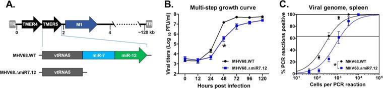 https://cdn.ncbi.nlm.nih.gov/pmc/blobs/0a07/6667617/b6694288f593/mBio.00996-19-f0001.jpg