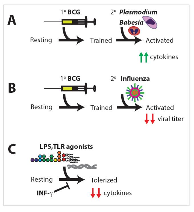 https://cdn.ncbi.nlm.nih.gov/pmc/blobs/0a07/7697998/e13116f838c4/ijms-21-08462-g003.jpg