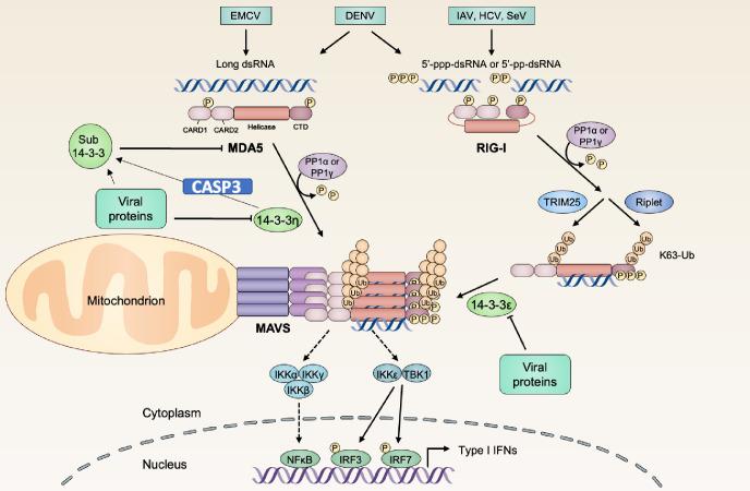 https://cdn.ncbi.nlm.nih.gov/pmc/blobs/0a08/11185488/d7c20f2ff482/ppat.1012287.g005.jpg