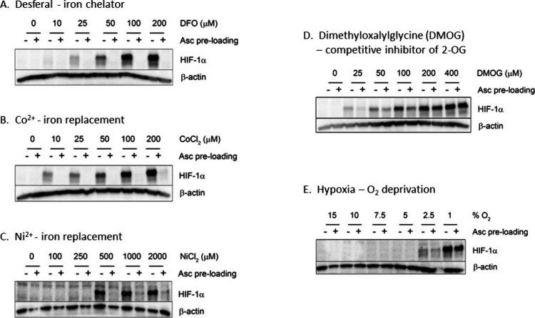 https://cdn.ncbi.nlm.nih.gov/pmc/blobs/0a0d/11831678/e24617d10699/jm4c02342_0005.jpg