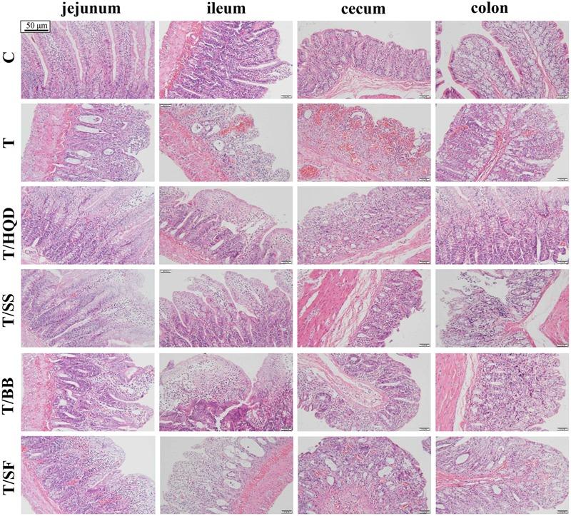 https://cdn.ncbi.nlm.nih.gov/pmc/blobs/0a0d/5399027/f5d57119bae8/fphar-08-00211-g003.jpg