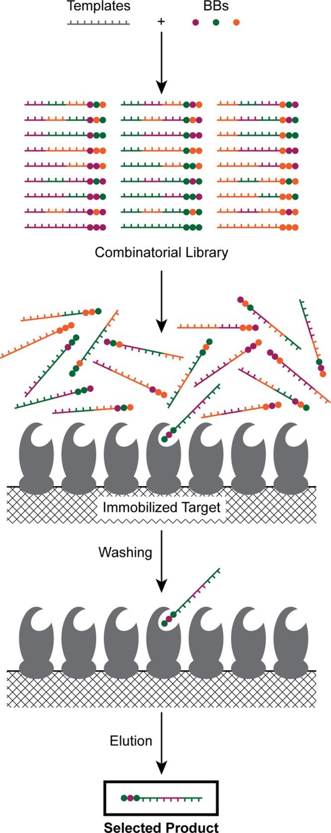 https://cdn.ncbi.nlm.nih.gov/pmc/blobs/0a0d/5746846/ab4abc53e27a/ar-2017-00280e_0011.jpg