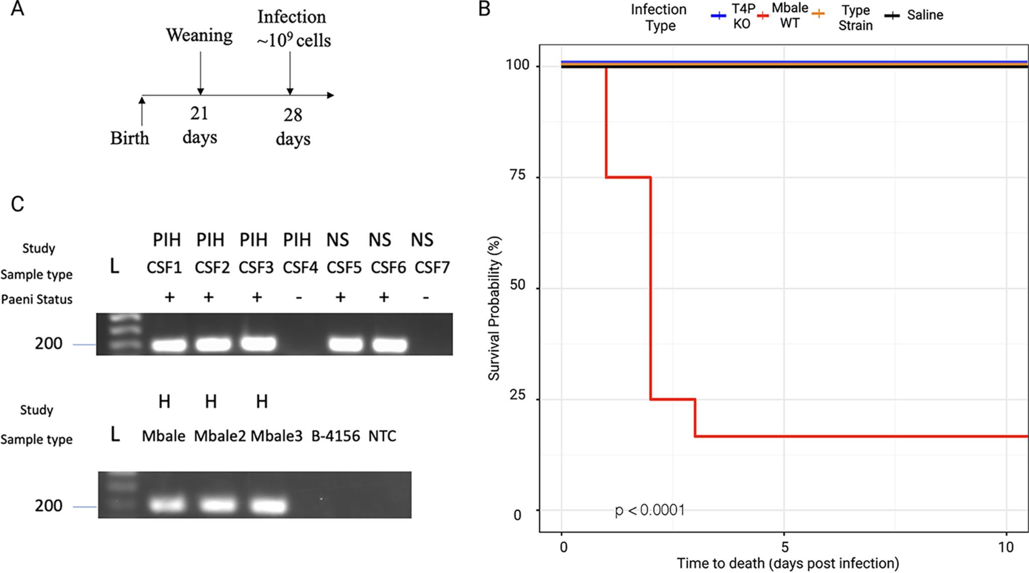 https://cdn.ncbi.nlm.nih.gov/pmc/blobs/0a0e/9765702/ba635c15765e/mbio.02688-22-f006.jpg