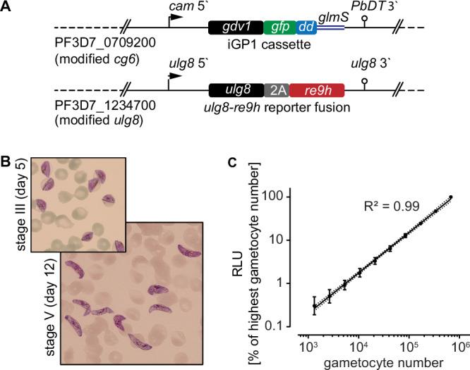 https://cdn.ncbi.nlm.nih.gov/pmc/blobs/0a10/12297408/2f0cbcdd677e/41467_2025_62014_Fig1_HTML.jpg