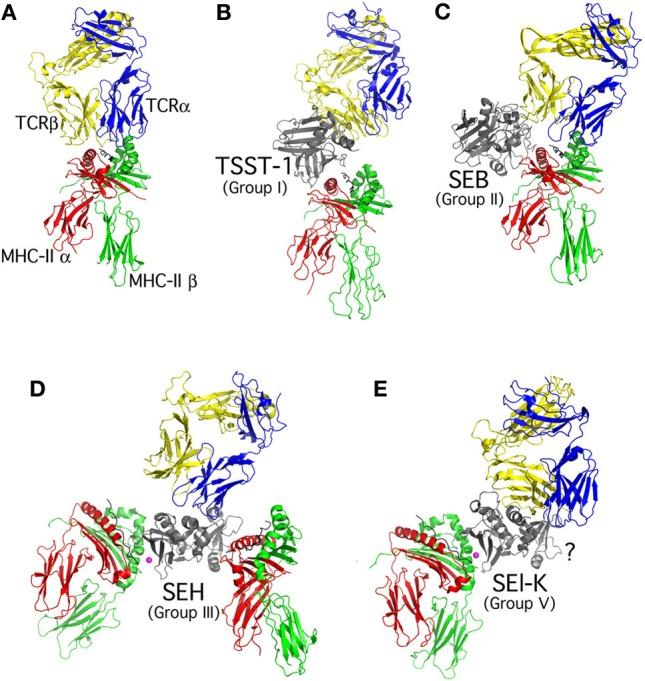 https://cdn.ncbi.nlm.nih.gov/pmc/blobs/0a13/3417409/00e3724bf486/fcimb-02-00052-g0002.jpg