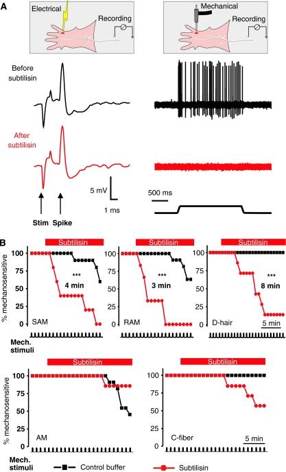https://cdn.ncbi.nlm.nih.gov/pmc/blobs/0a14/2829170/21cf963f2946/emboj2009398f6.jpg