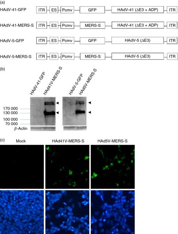 https://cdn.ncbi.nlm.nih.gov/pmc/blobs/0a15/4515128/b03eb0522eef/imm0145-0476-f1.jpg