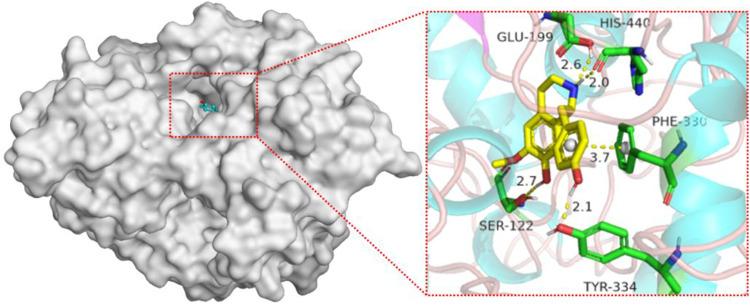 https://cdn.ncbi.nlm.nih.gov/pmc/blobs/0a17/9297330/ecf9554fd7b9/DNND-12-85-g0008.jpg
