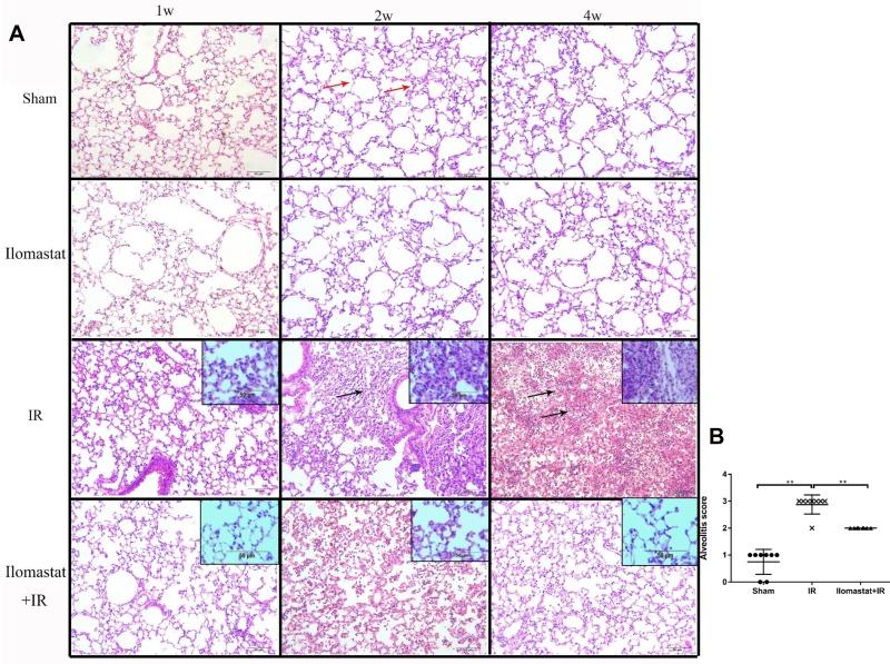 https://cdn.ncbi.nlm.nih.gov/pmc/blobs/0a18/5617386/8cc11f1fda73/oncotarget-08-60789-g003.jpg