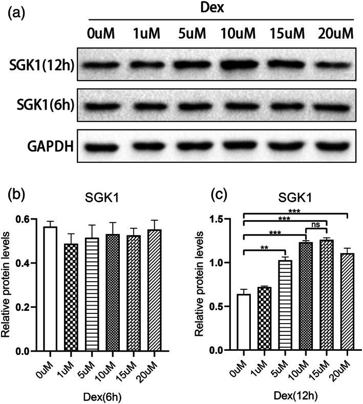 https://cdn.ncbi.nlm.nih.gov/pmc/blobs/0a19/9303793/b472778394e3/IUB-74-463-g004.jpg