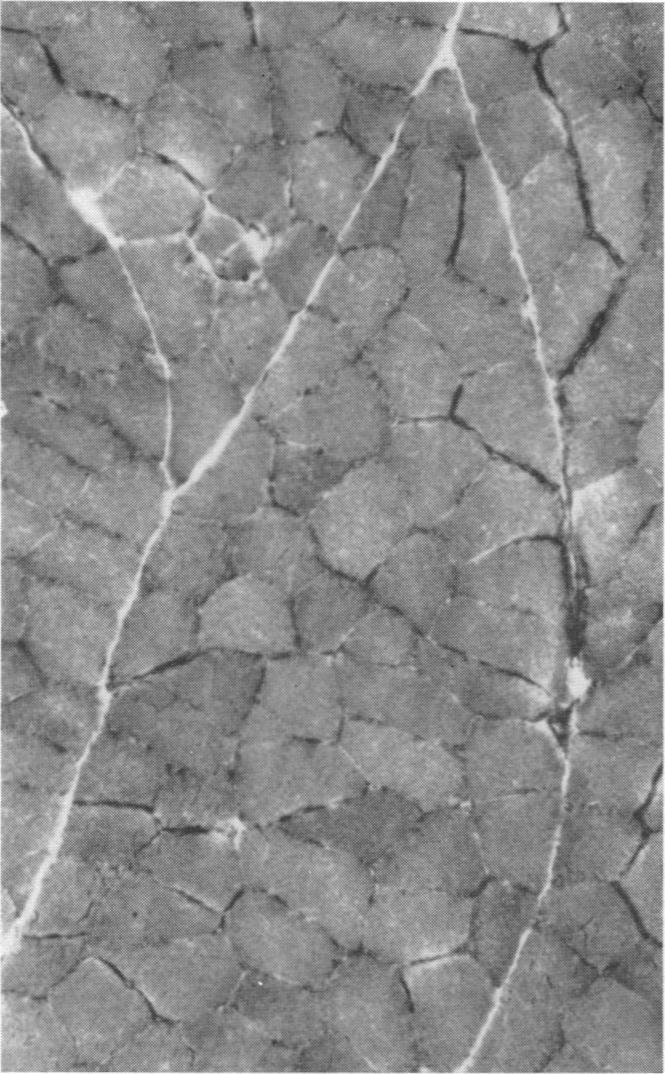 https://cdn.ncbi.nlm.nih.gov/pmc/blobs/0a1a/1365508/66bd024d9804/jphysiol01114-0018-a.jpg