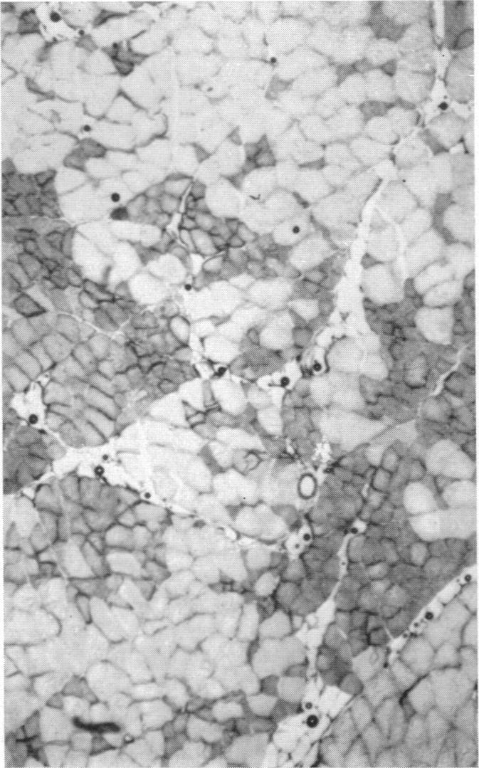 https://cdn.ncbi.nlm.nih.gov/pmc/blobs/0a1a/1365508/6800fe115194/jphysiol01114-0019-d.jpg