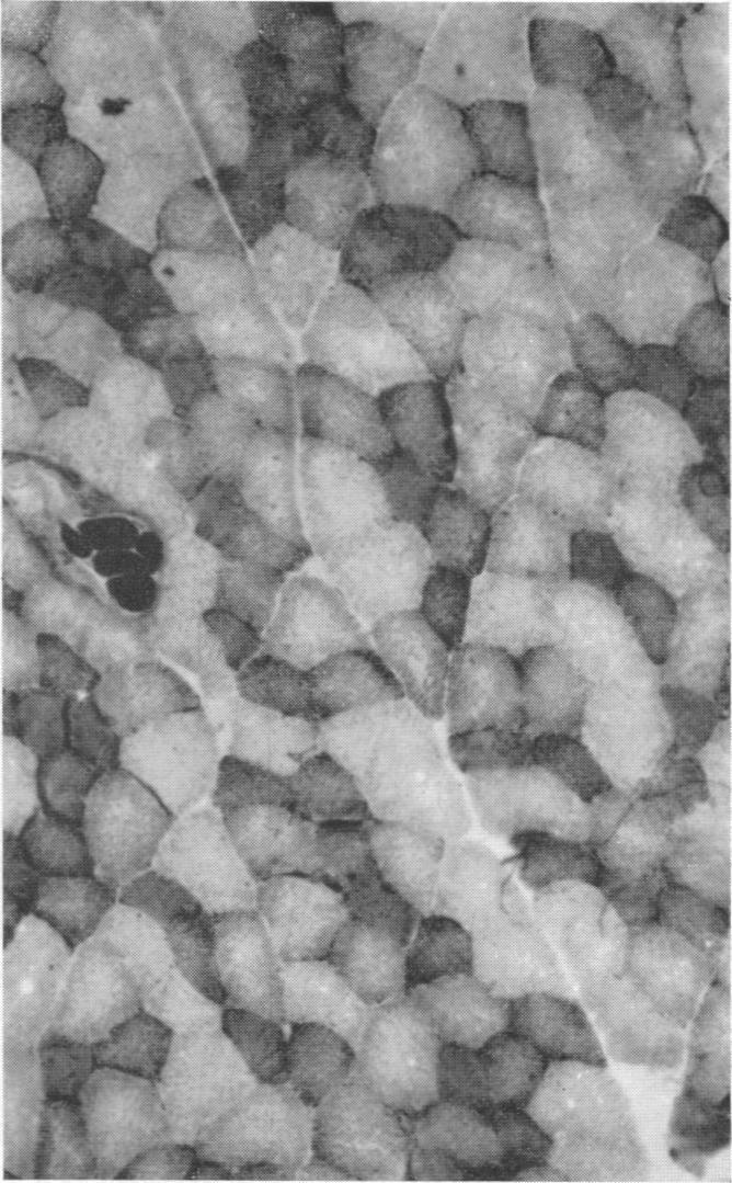 https://cdn.ncbi.nlm.nih.gov/pmc/blobs/0a1a/1365508/a0008864fbc8/jphysiol01114-0018-b.jpg
