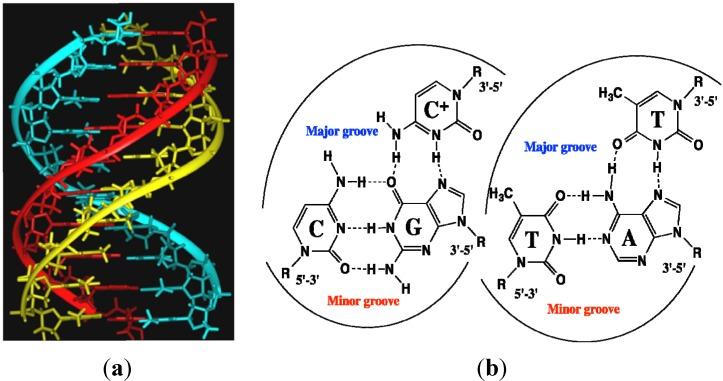 https://cdn.ncbi.nlm.nih.gov/pmc/blobs/0a1b/6270009/da0b1fb4d744/molecules-18-15357-g005.jpg