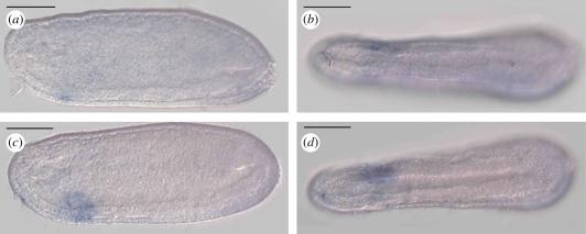 https://cdn.ncbi.nlm.nih.gov/pmc/blobs/0a1d/2982225/60aa71d821ec/rspb20100647-g2.jpg