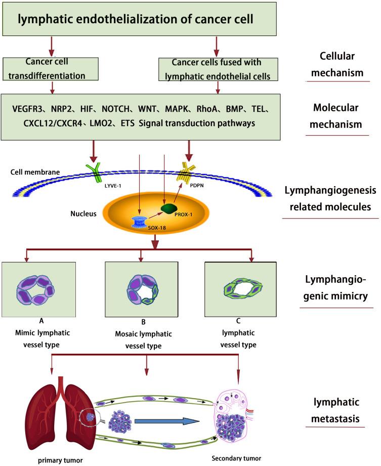 https://cdn.ncbi.nlm.nih.gov/pmc/blobs/0a1f/12345934/d01111988b0b/JIR-18-10741-g0001.jpg