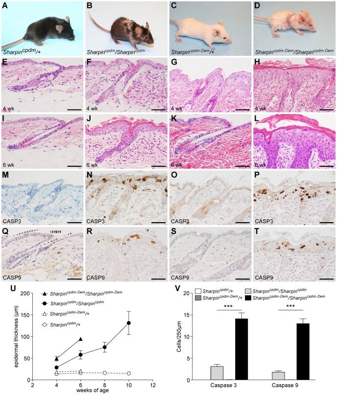 https://cdn.ncbi.nlm.nih.gov/pmc/blobs/0a23/3897490/980041b88879/pone.0085666.g001.jpg