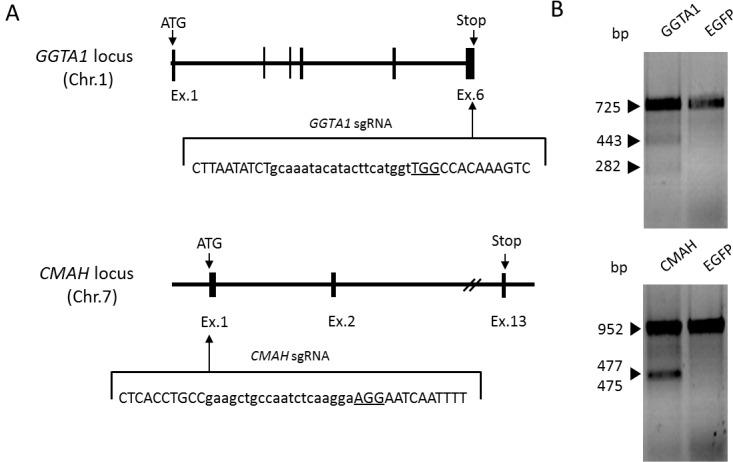https://cdn.ncbi.nlm.nih.gov/pmc/blobs/0a24/5320426/a4fc027f87cc/jrd-63-017-g001.jpg