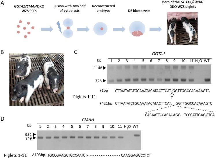https://cdn.ncbi.nlm.nih.gov/pmc/blobs/0a24/5320426/b0546b6c360d/jrd-63-017-g003.jpg