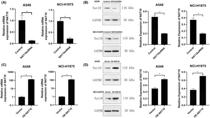 https://cdn.ncbi.nlm.nih.gov/pmc/blobs/0a2c/11145023/943e60b0a508/CAM4-13-e7283-g001.jpg