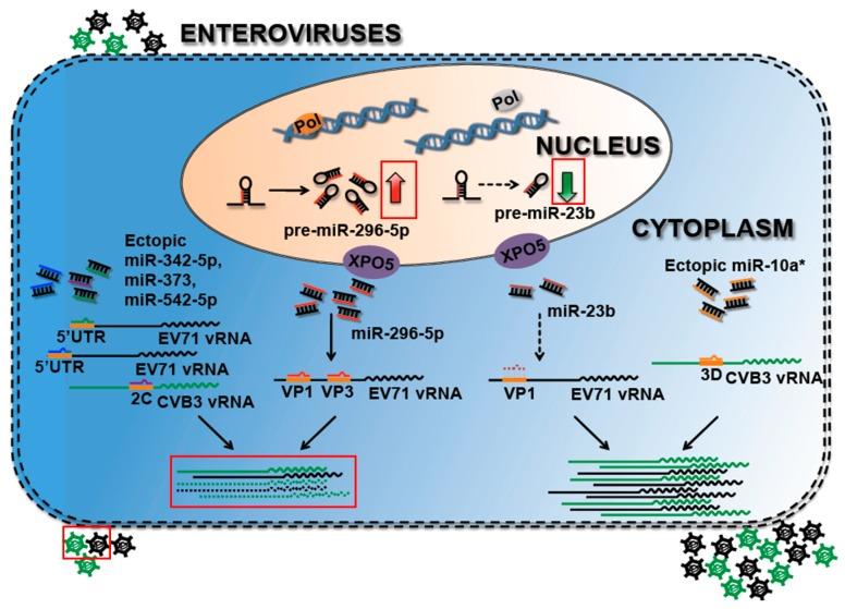 https://cdn.ncbi.nlm.nih.gov/pmc/blobs/0a2c/4728571/2dae5a3c9bf5/viruses-08-00011-g002.jpg