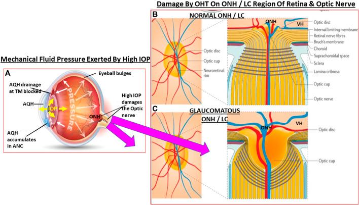 https://cdn.ncbi.nlm.nih.gov/pmc/blobs/0a2e/8484316/f9f453d7d4ce/fphar-12-729249-g003.jpg