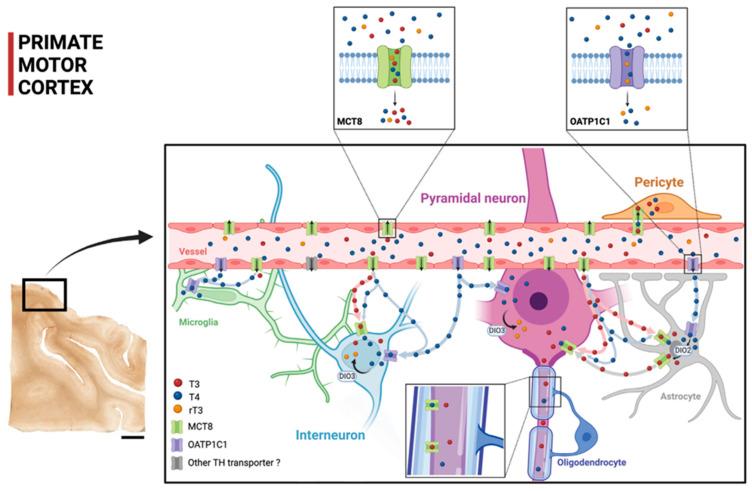https://cdn.ncbi.nlm.nih.gov/pmc/blobs/0a30/9965431/44e572d0b9ae/ijms-24-03207-g009.jpg