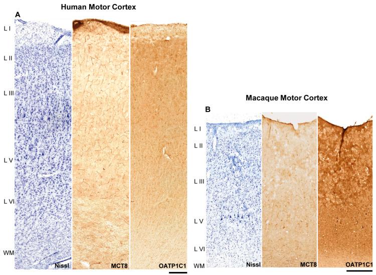 https://cdn.ncbi.nlm.nih.gov/pmc/blobs/0a30/9965431/5eaaab3870d3/ijms-24-03207-g001.jpg