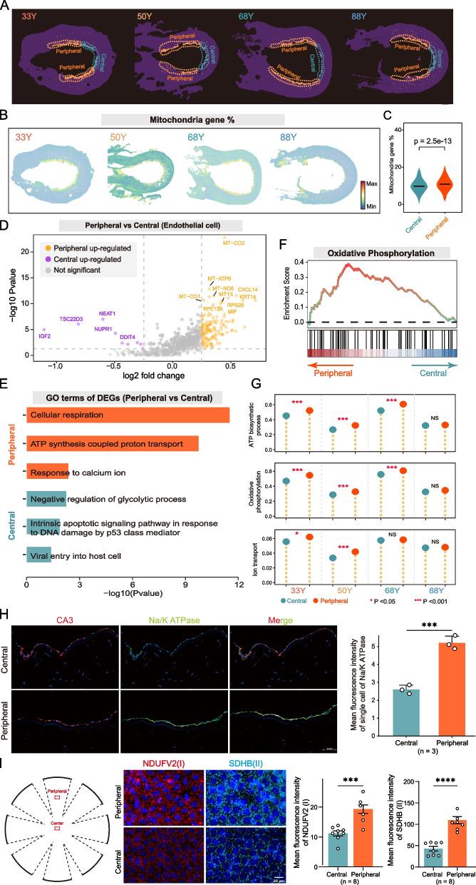 https://cdn.ncbi.nlm.nih.gov/pmc/blobs/0a32/12087038/a40f65fc5e96/13073_2025_1475_Fig6_HTML.jpg