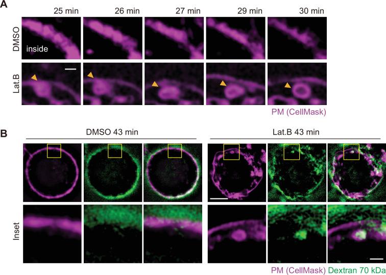 https://cdn.ncbi.nlm.nih.gov/pmc/blobs/0a35/11542918/90f12f9fd7f8/elife-96178-fig2-figsupp1.jpg