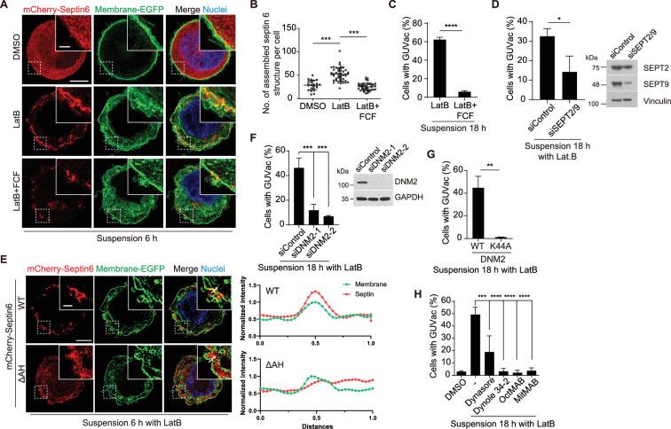 https://cdn.ncbi.nlm.nih.gov/pmc/blobs/0a35/11542918/bc436204356e/elife-96178-fig3.jpg