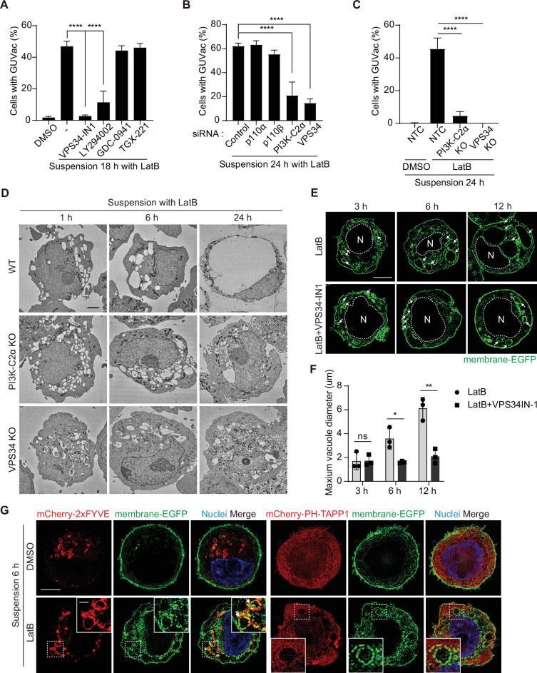 https://cdn.ncbi.nlm.nih.gov/pmc/blobs/0a35/11542918/efc8550d404b/elife-96178-fig4.jpg