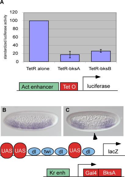 https://cdn.ncbi.nlm.nih.gov/pmc/blobs/0a35/1892823/29f433ba79e8/pbio.0050145.g007.jpg